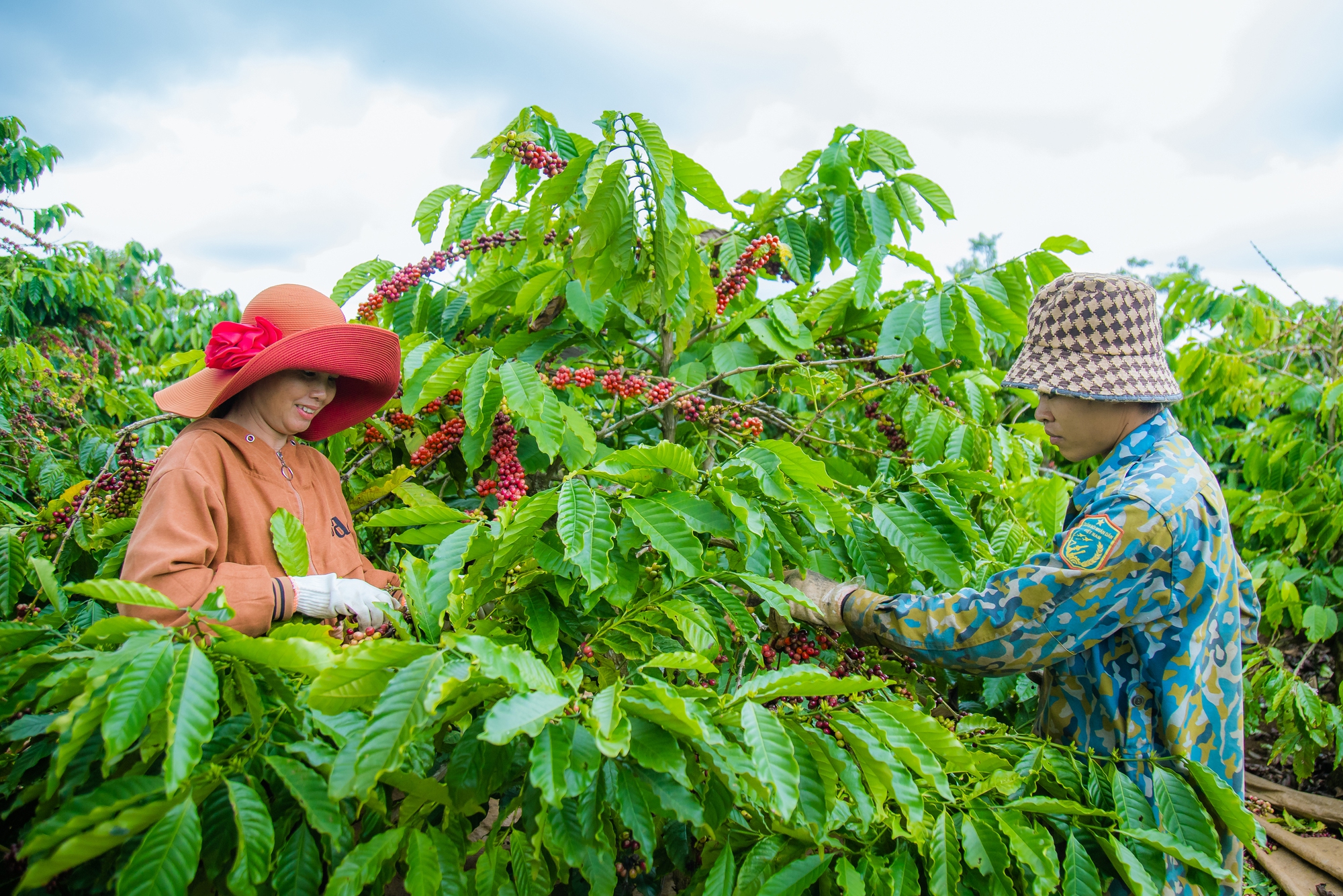 Giá cao kỷ lục, nông dân Tây Nguyên thức trắng đêm canh giữ “vàng nâu” - Ảnh 2.